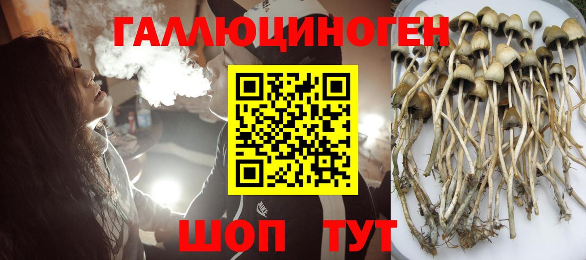 Шали  Псилоцибиновые грибы Psilocybine cubensis  что такое наркотик  Вход с VPN 